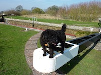Dogs are welcome on most of our Canal Boats Dogs are welcome on most of our Canal Boats